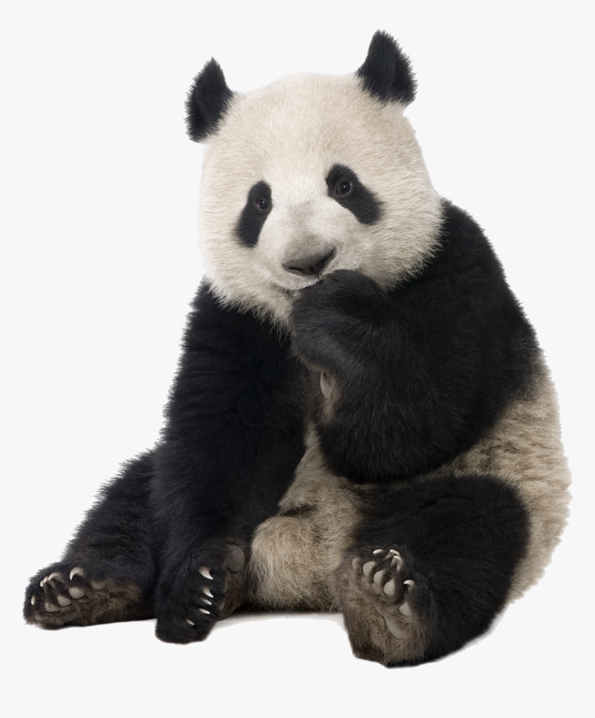 Panda - Giant Panda Cut Out, HD Png Download, Free Download