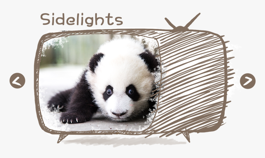 Transparent Panda Head Png - Panda, Png Download, Free Download