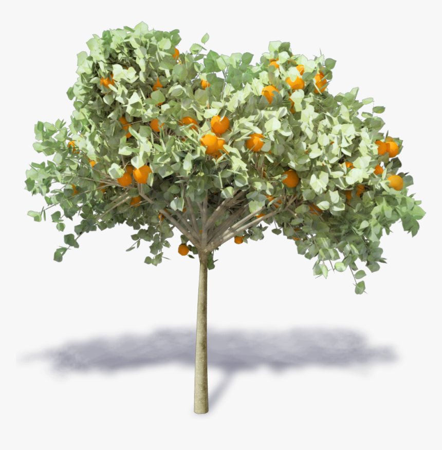 Transparent Orange Tree Png - Arbol De Naranja Png, Png Download, Free Download