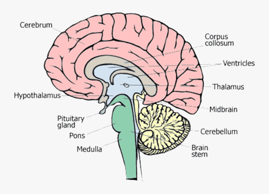 1 Different Parts Of Human Brain [13] - Different Part Of Human Brain, HD Png Download, Free Download