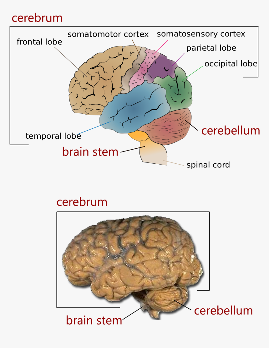 The Major Regions Of The Brain - Brain Of Different Animals, HD Png Download, Free Download