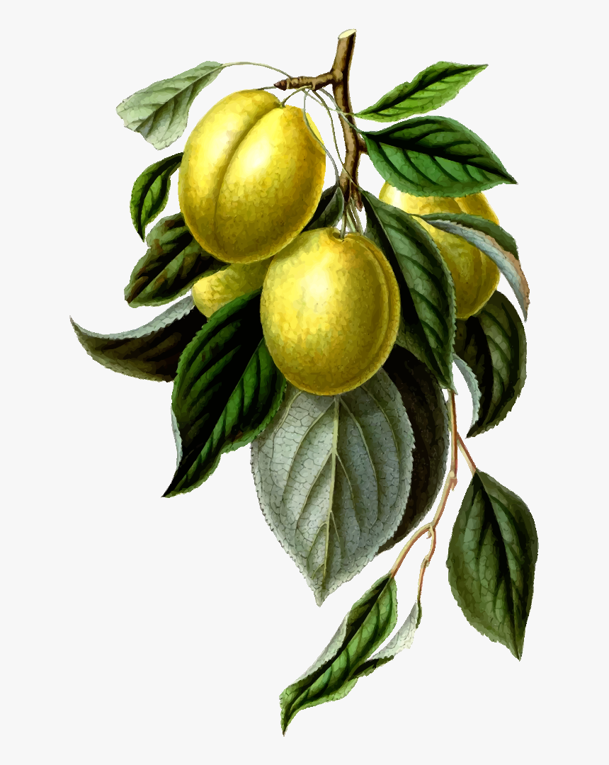 Bitter Orange,plant,lemon - Lemon Vintage Png, Transparent Png, Free Download