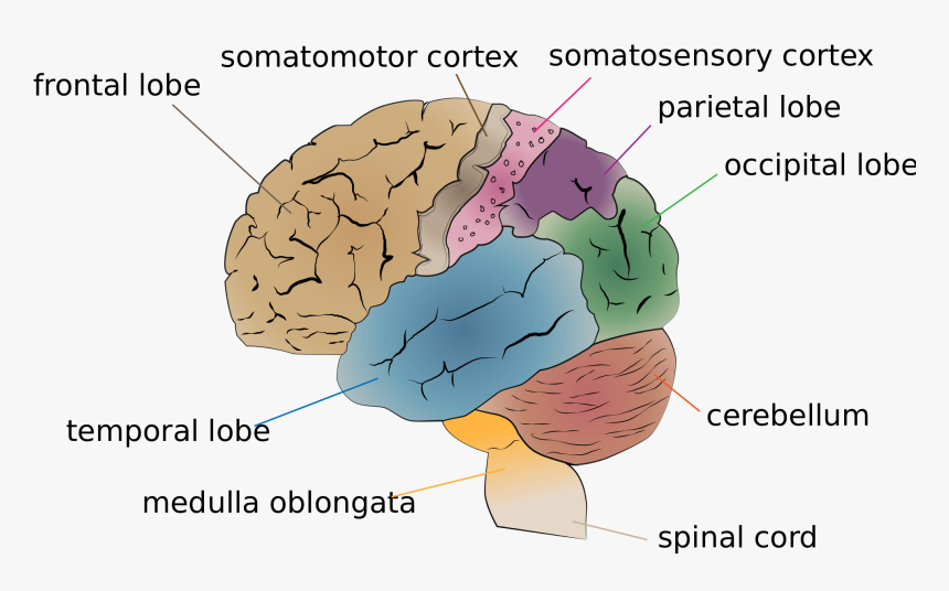 Human Brain , Png Download - Part Of The Brain Makes You Laugh, Transparent Png, Free Download