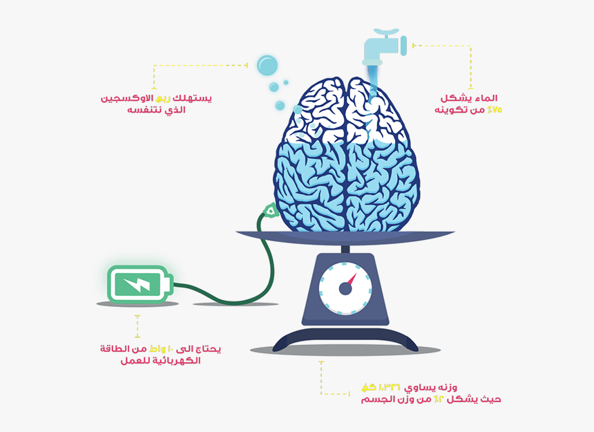 Brain Infographic Png, Transparent Png, Free Download