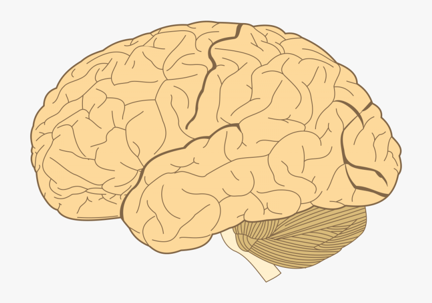 Lobes Of The Brain, HD Png Download, Free Download