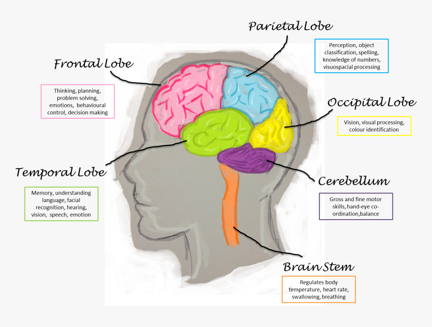 Function Lobes Of The Brain, HD Png Download, Free Download