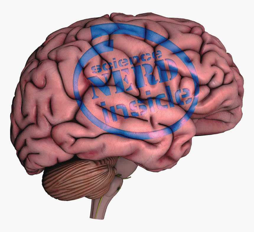 Neuromanagement Nestor Braidot, HD Png Download, Free Download