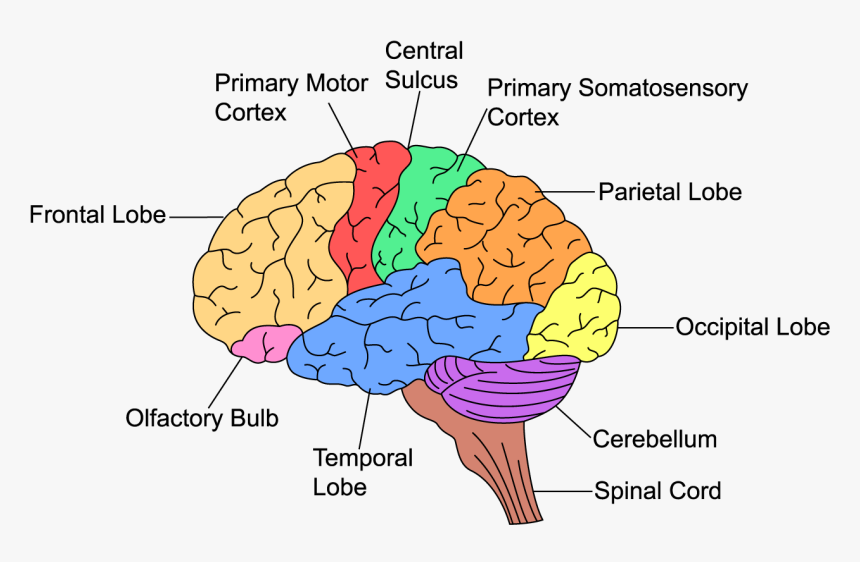 Executive Function In The Brain, HD Png Download - kindpng