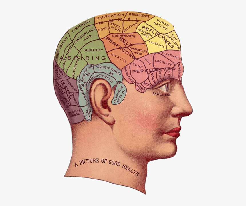 Human Brain - Mental Health Brain Map, HD Png Download, Free Download
