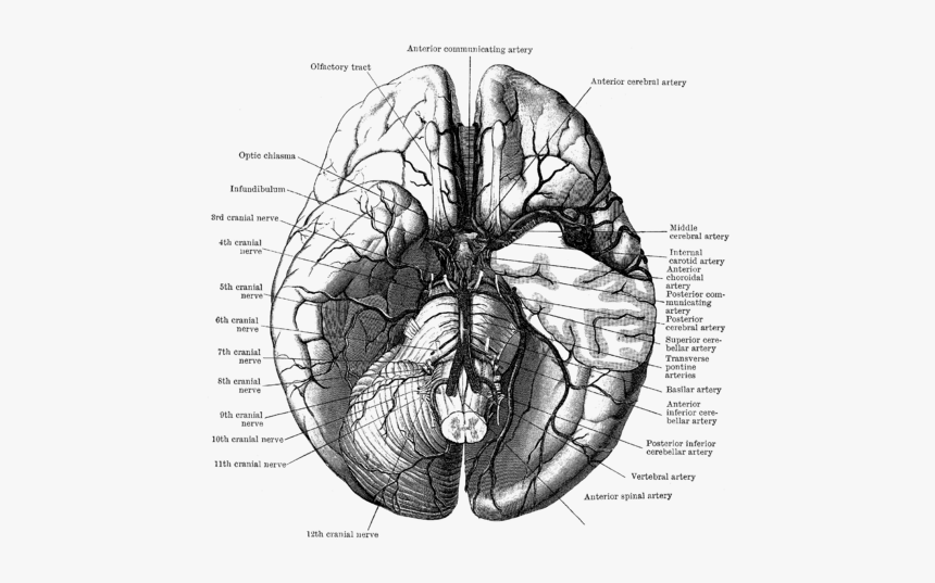 Human Brain Png, Transparent Png, Free Download