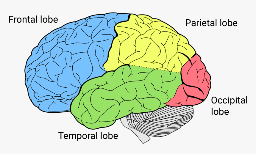 Brain Lobes, HD Png Download, Free Download