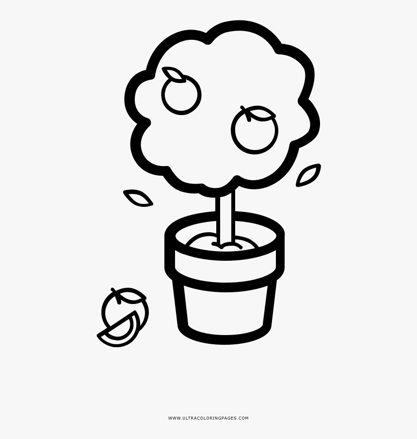 Orange Tree In A Pot Coloring Page - Arbol En Una Maceta Para Dibujar, HD Png Download, Free Download