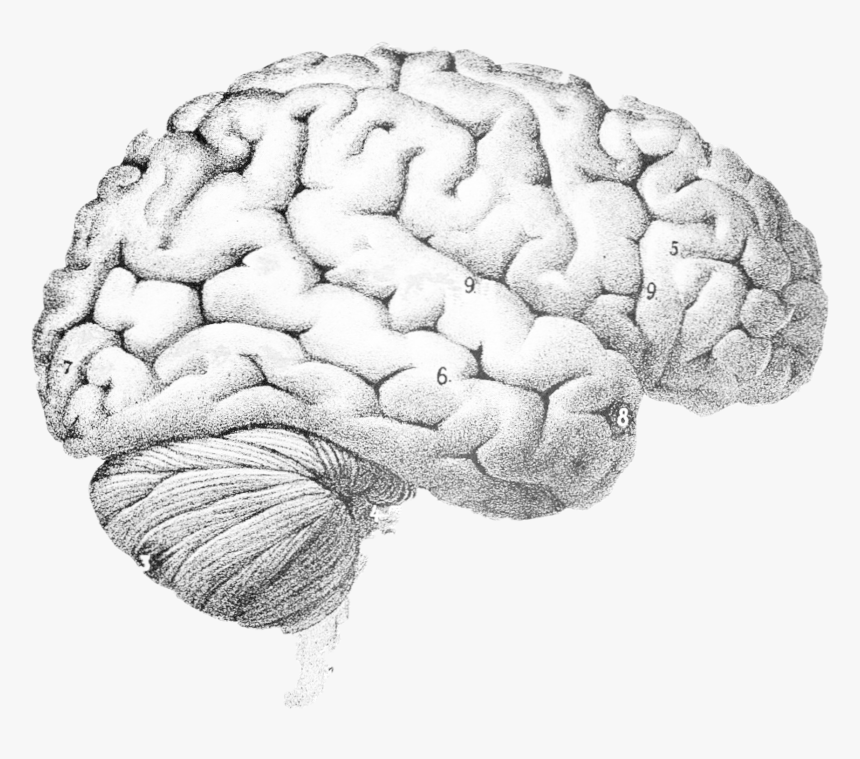 Brain Scientific Illustration, HD Png Download, Free Download