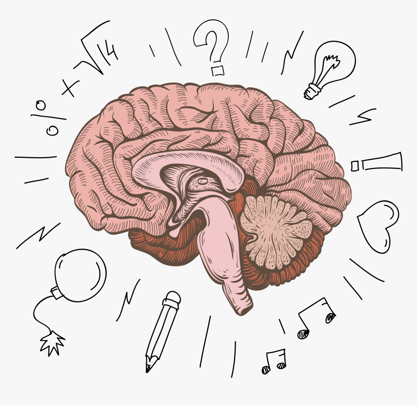 Transparent Brain Drawing Png - Human Brain Cartoon Png, Png Download, Free Download