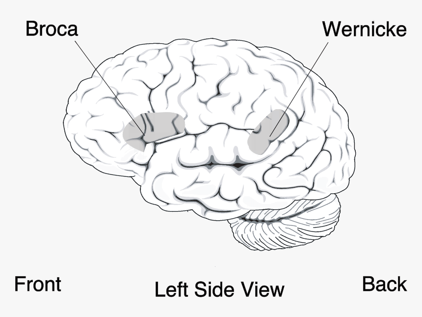 Broca"s And Wernicke"s Area Of The Human Brain - Lying Part Of Brain, HD Png Download, Free Download