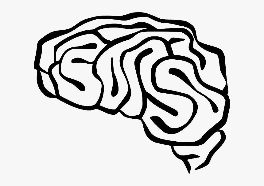 Brain, Anatomy, Intelligence, Organ, Human, Neurology - Brain Clip Art, HD Png Download, Free Download