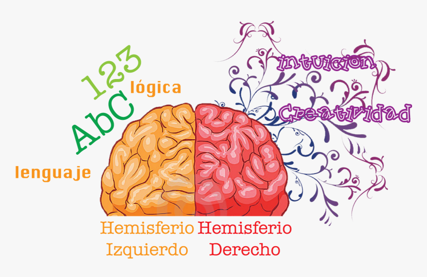 Posicionamiento Web Asturias - Human Brain, HD Png Download, Free Download