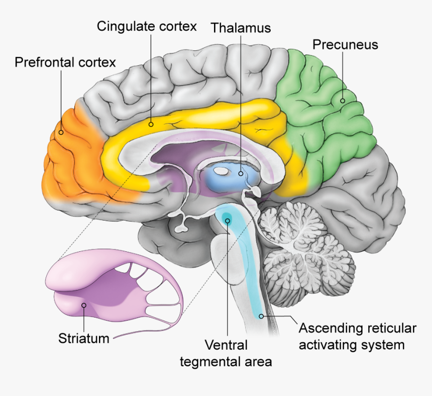 Third Ventricle Midsagittal View, HD Png Download, Free Download