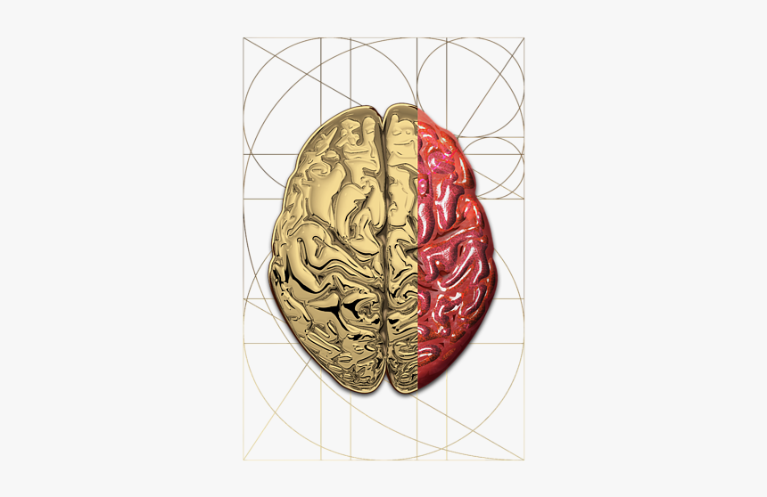 Human Brain, HD Png Download, Free Download
