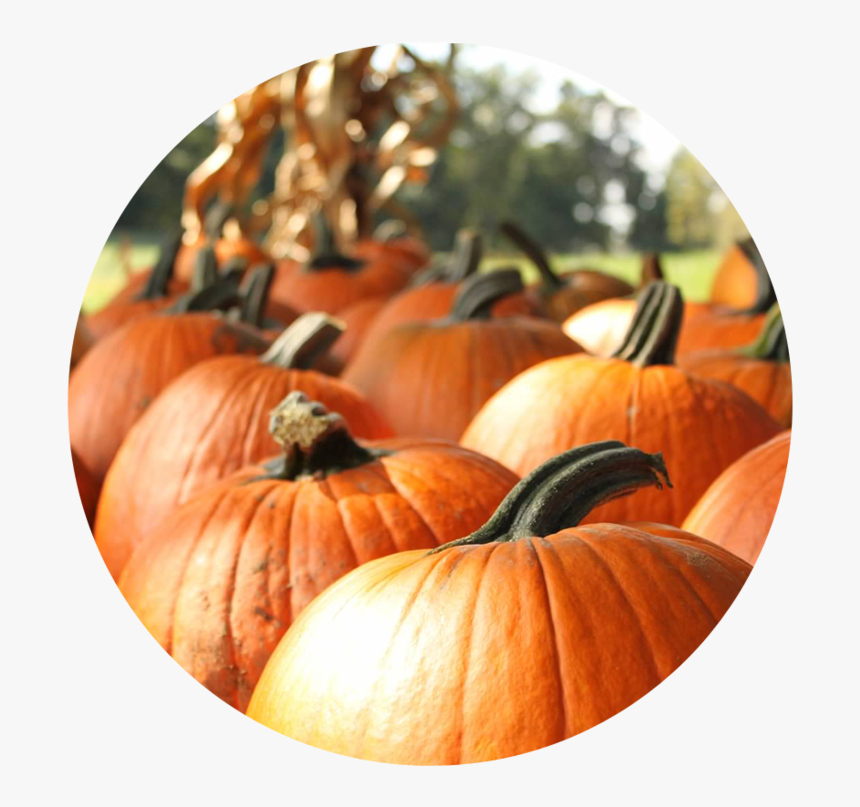 Fall-1 - Pumpkin - Realistic Clipart Pumkin, HD Png Download, Free Download