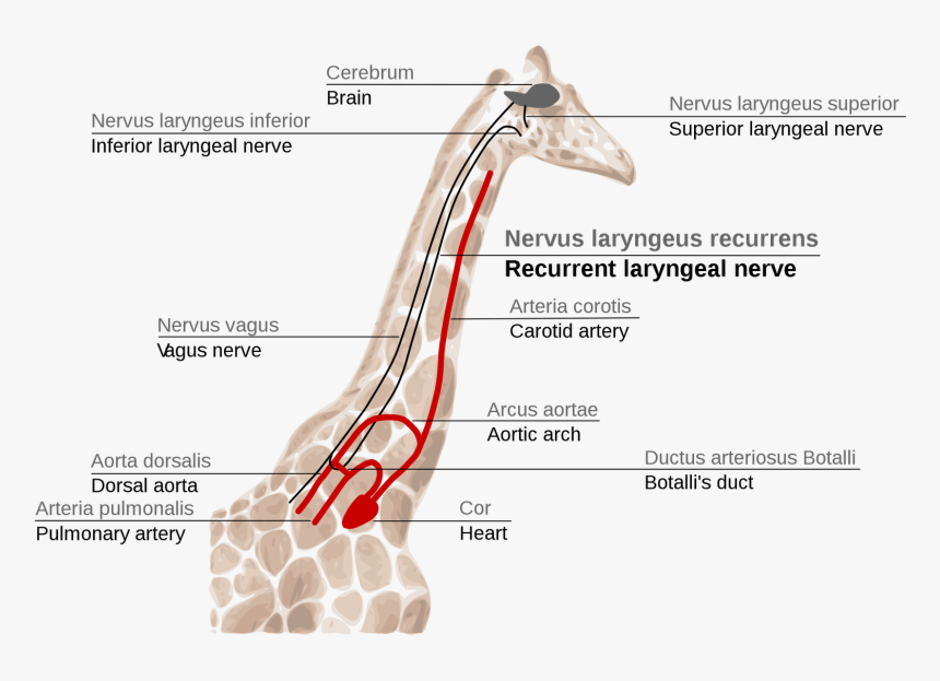Giraffe"s Laryngeal Nerve, Easily Explained By Evolution - Recurrent Laryngeal Nerve Giraffe, HD Png Download, Free Download
