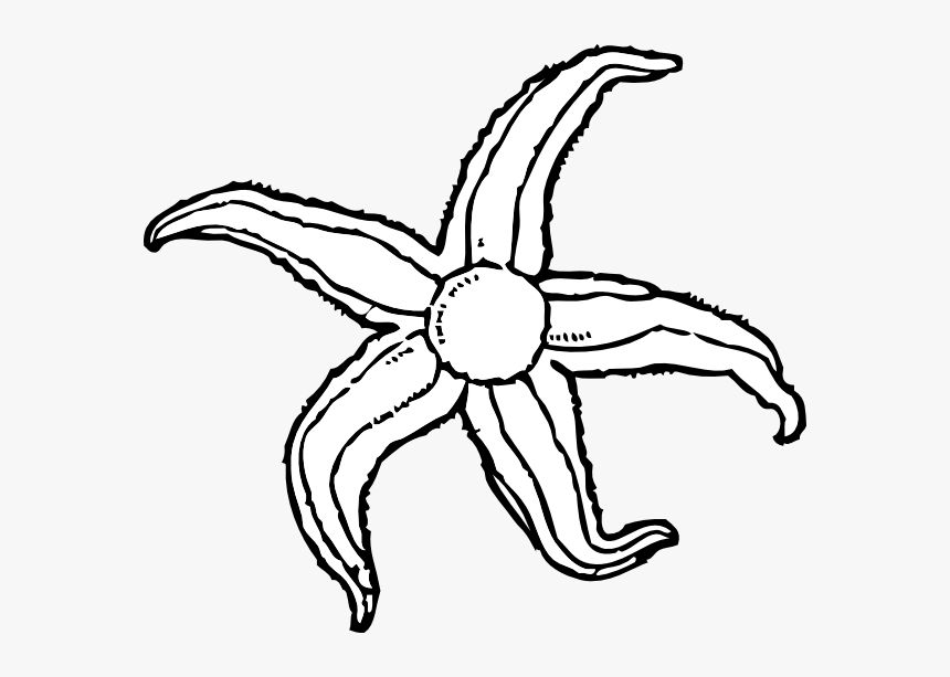 Sea Star Clip Art - Sea Animals Black And White Clipart, HD Png Download, Free Download