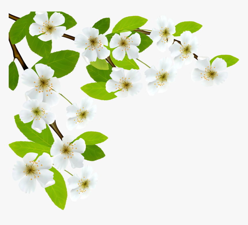 White Spring Branch Png Clipart Image - Good Morning Message With Respect, Transparent Png, Free Download