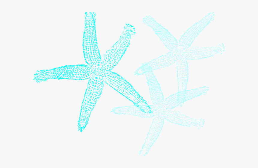 Transparent Teal Starfish Clipart - Fish Clip Art, HD Png Download, Free Download