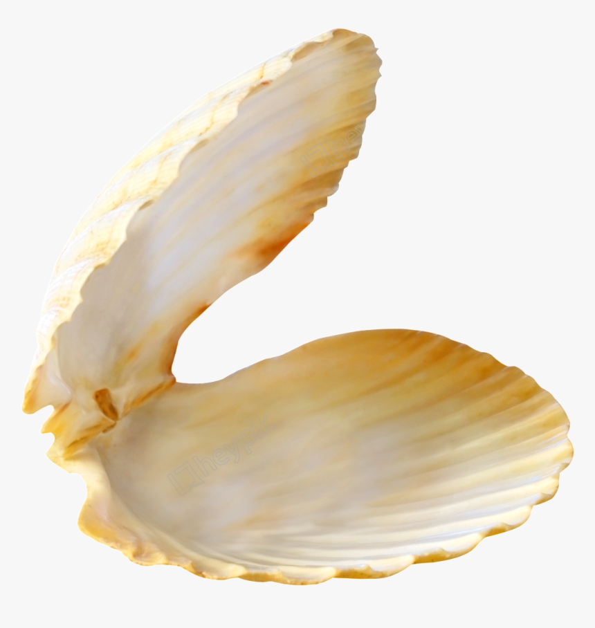 Transparent Clam Clipart - Seashell With Pearl, HD Png Download, Free Download