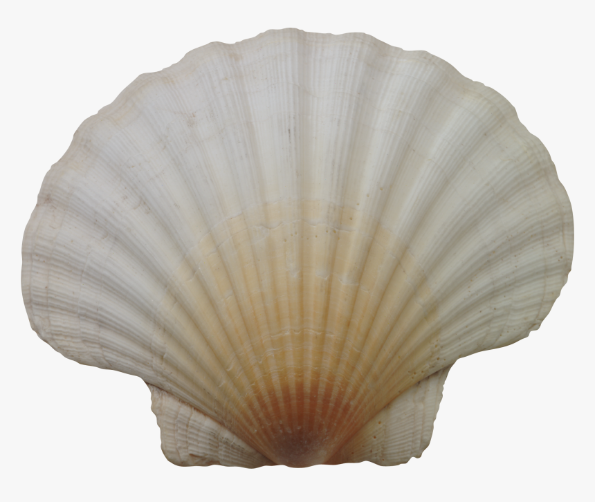 Clam - Морская Раковина Png, Transparent Png, Free Download