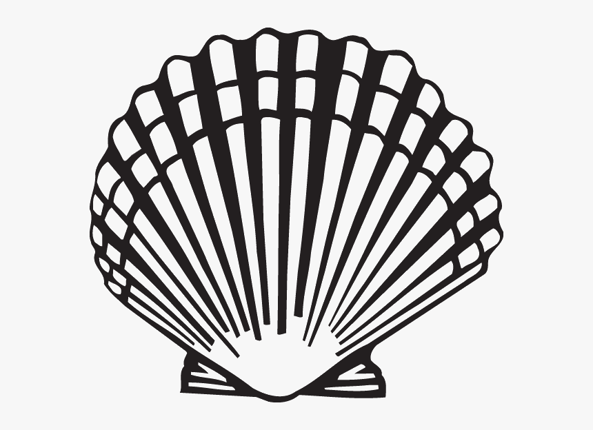 Collection Of Free Clam Drawing Scallop Download On - Scallop Clipart, HD Png Download, Free Download