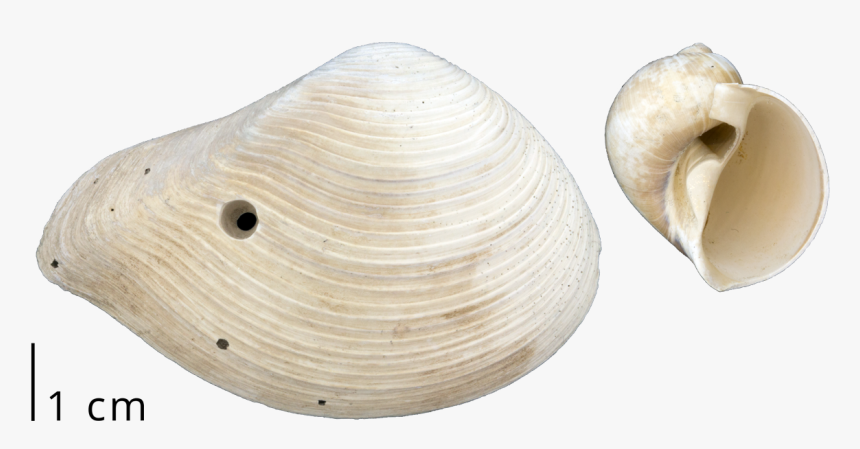 A Clam Shell With A Drill Hole Left By A Predatory - Baltic Clam, HD Png Download, Free Download