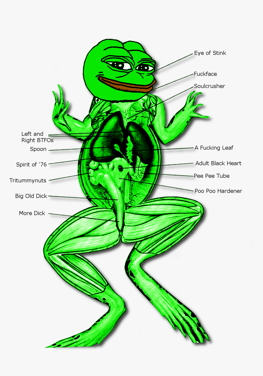 Dissection Of Digestive System Of Frog , Png Download - System Of A Frog, Transparent Png, Free Download