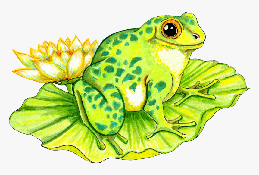 Frog On Lily Pad Drawing, HD Png Download, Free Download