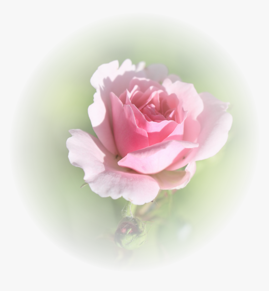 Garden Roses, HD Png Download, Free Download