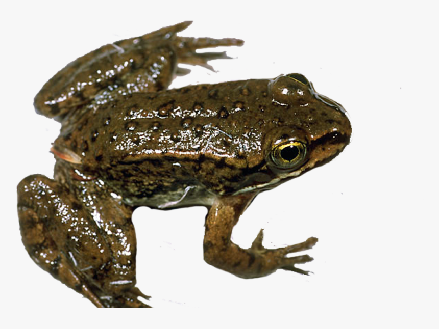 Frog - Eastern Spadefoot, HD Png Download, Free Download