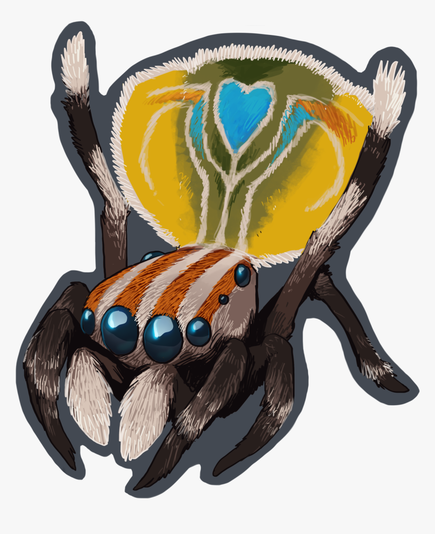 Here’s A Cute Peacock Spider To Make The Bad Feelings - Male Peacock Spider Png, Transparent Png, Free Download