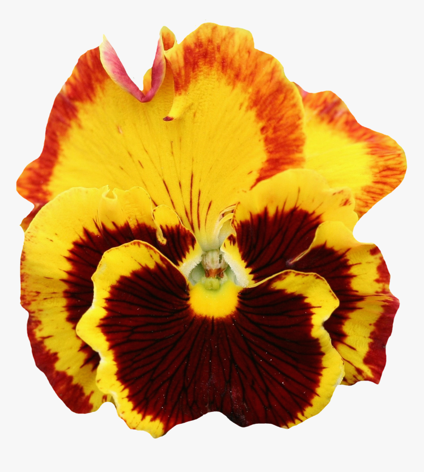 Pansy, Yellow, Blossom, Bloom, Flower, Orange, Spring - Yellow Pansy Flower Png, Transparent Png, Free Download