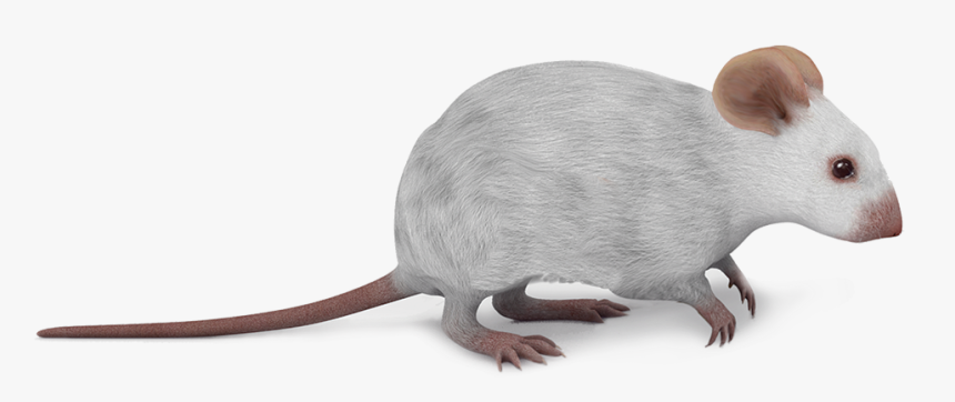 Marsh Rice Rat, HD Png Download, Free Download