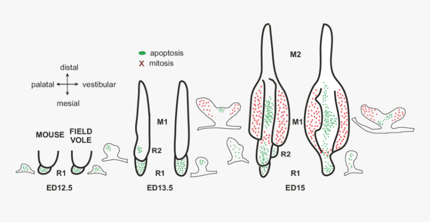 Diagram, HD Png Download, Free Download