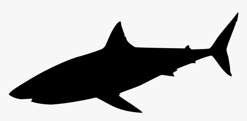 Silhouette Requin Png - Silhouette Shark Clipart Black And White, Transparent Png, Free Download