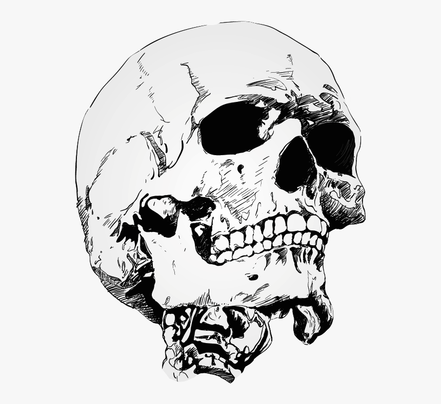 Condor Drawing Skull - Skull Drawing With Crown, HD Png Download, Free Download