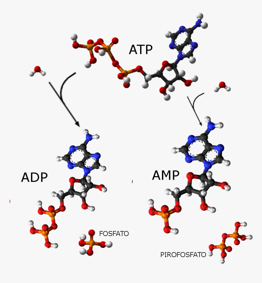 Atp Adp Amp - Atp Amp And Adp, HD Png Download, Free Download