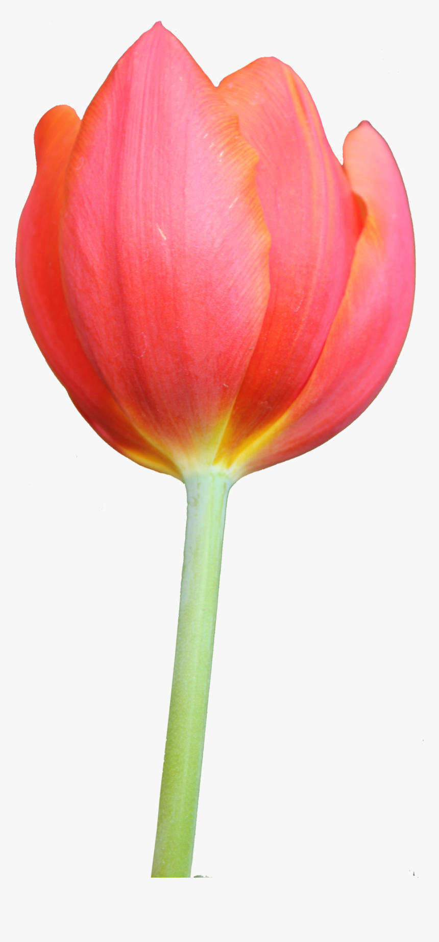 Tulip Hd Png, Transparent Png, Free Download