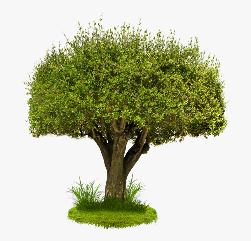 Tree,plant,green,woody Plant,plant Stem,moss - Château De Saumur, HD Png Download, Free Download