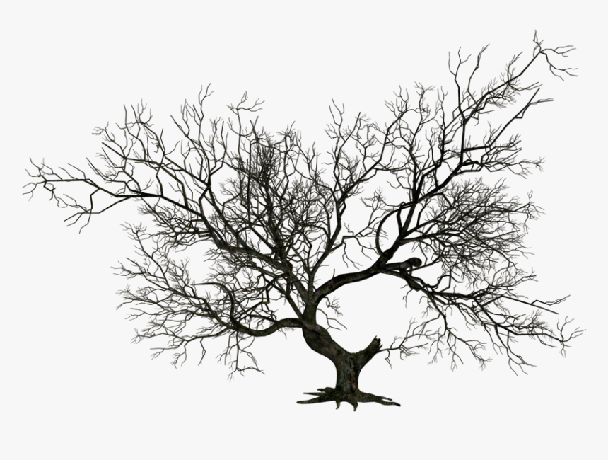 #tree #trees #forest #brunch #black #desert #fallleaves - Transparent Scary Tree Png, Png Download, Free Download