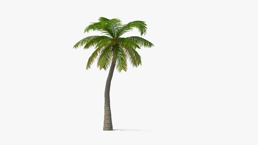 Palm Tree Png Gif, Transparent Png, Free Download