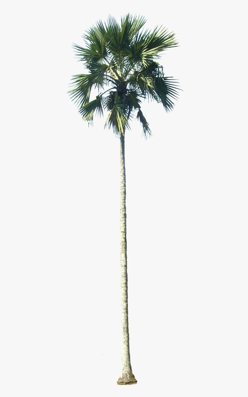 Transparent Palm Trees Png - California Palm Tree Png, Png Download, Free Download