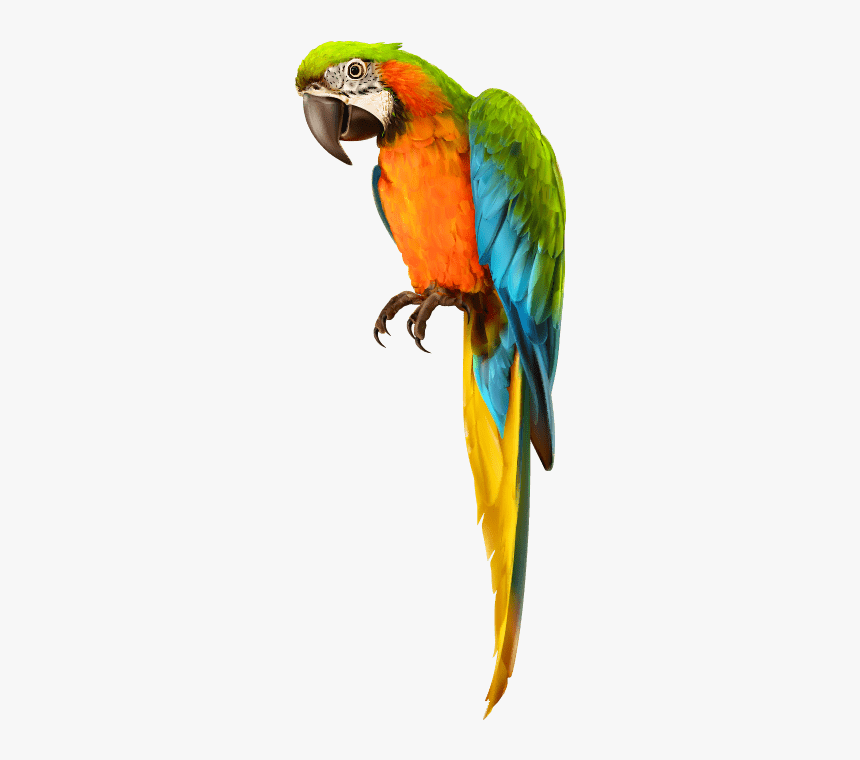 #parrot #bird #pirate #shoulder #pirates #dressup #costume - Transparent Background Parrot Png, Png Download, Free Download