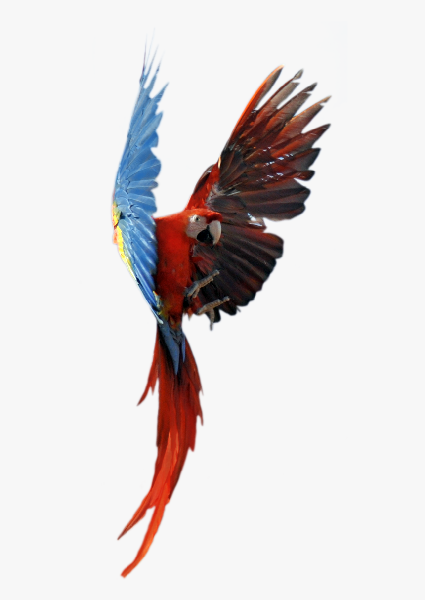 Macaw, HD Png Download, Free Download